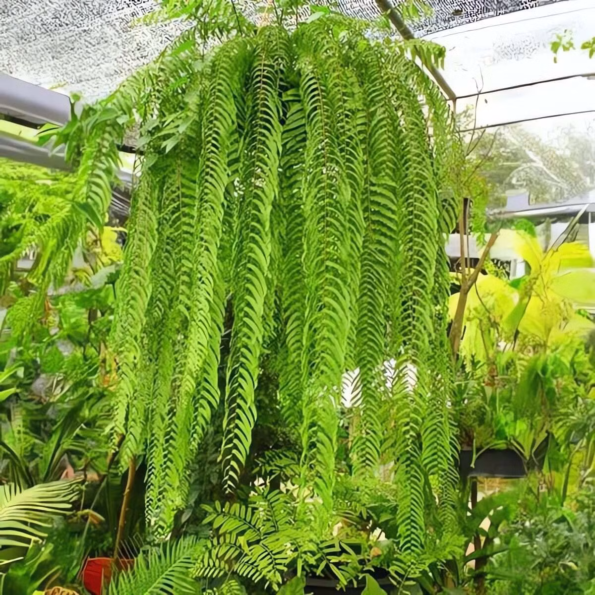 Màu sắc của cây cảnh không phải xanh thẫm đơn điệu