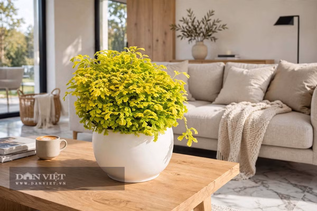 Cây cảnh không phải là sự giàu có đột ngột