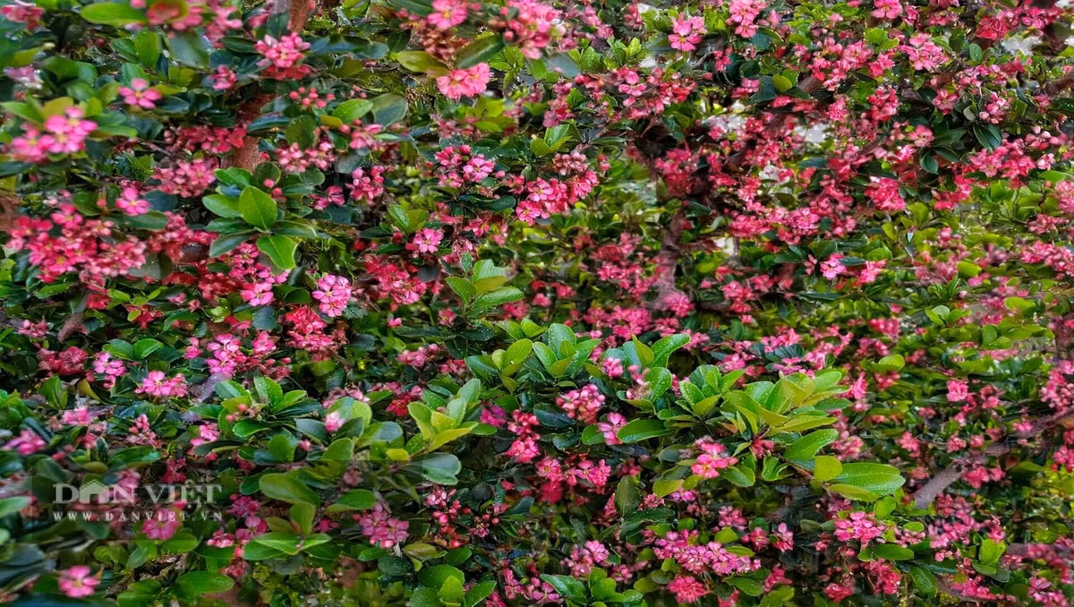 Hoa nhỏ hồng phấn