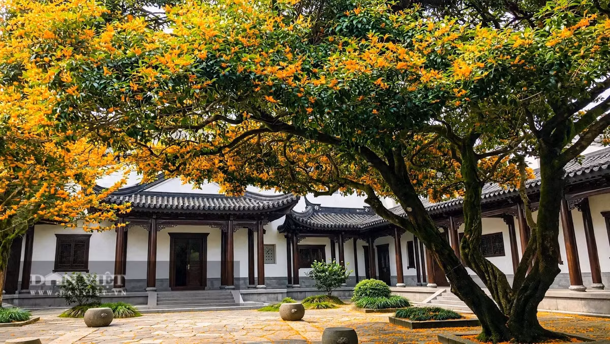 Cái quý của cây cảnh mộc hương không chỉ ở tên.
