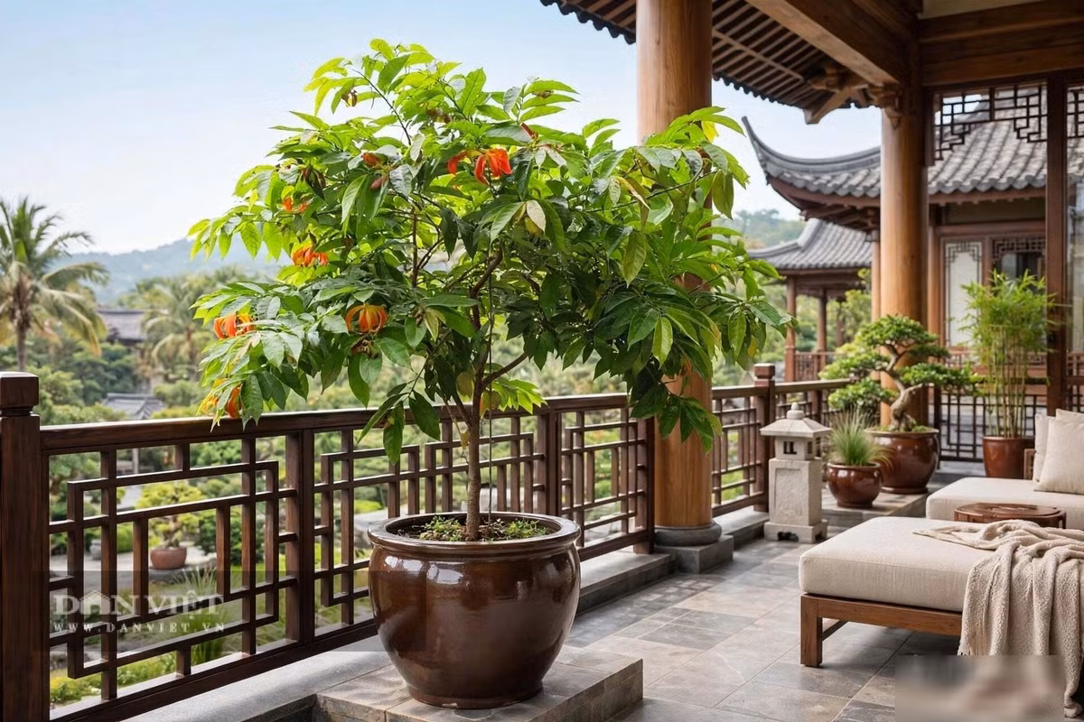 Hương thơm nồng nàn của cây cảnh lại chủ về nhân duyên