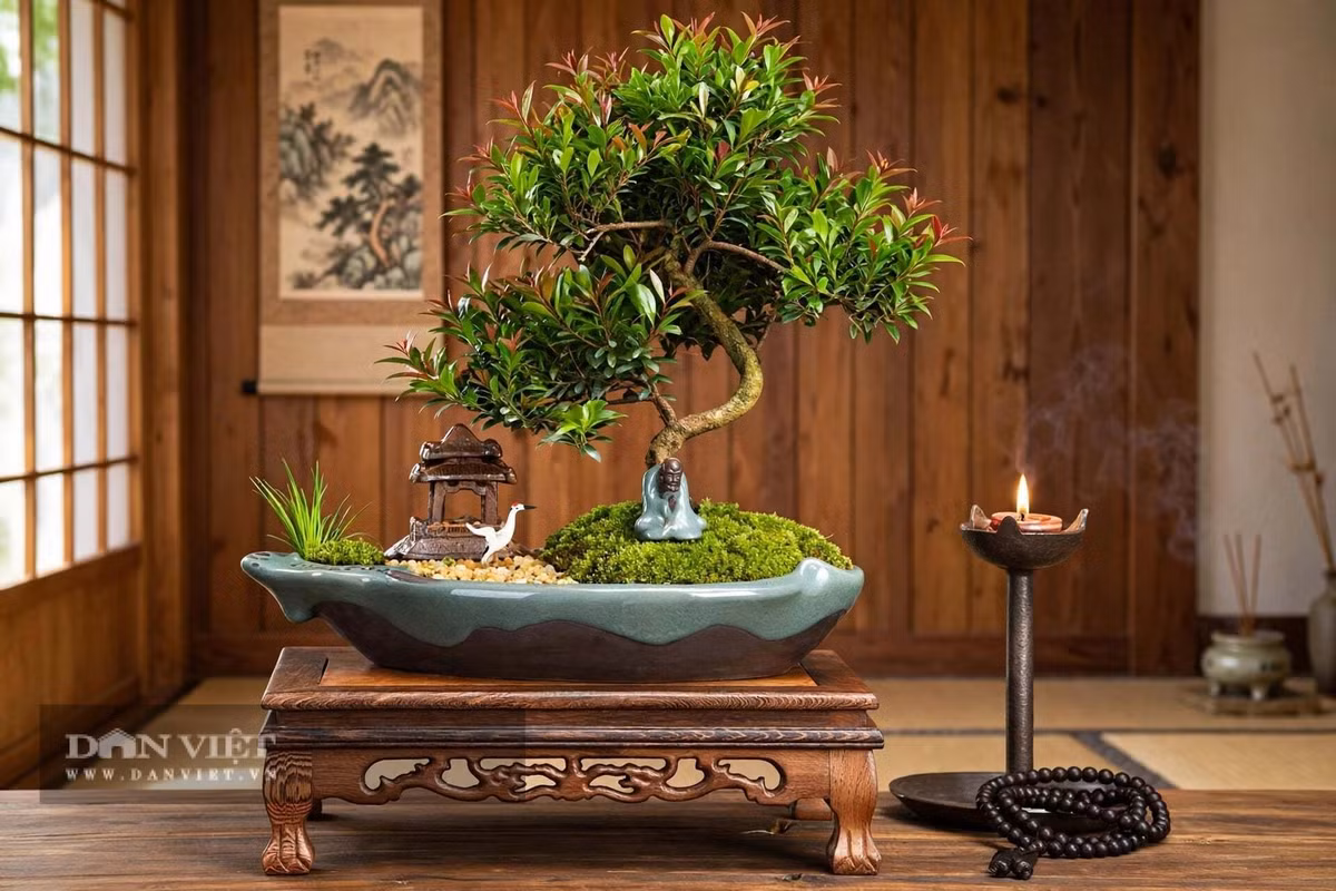 Gallery - 3 cây cảnh như cọc tiền sống trong nhà, càng để lâu càng có giá