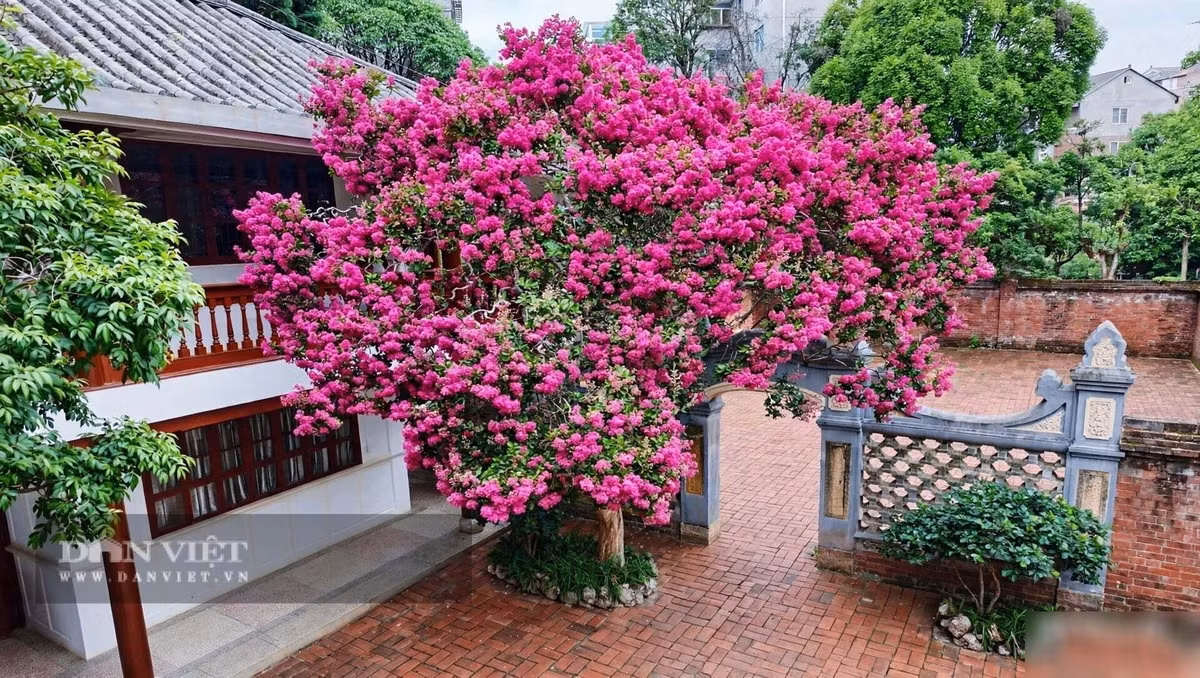 Trong phong thủy, cây cảnh thuộc hành Hỏa