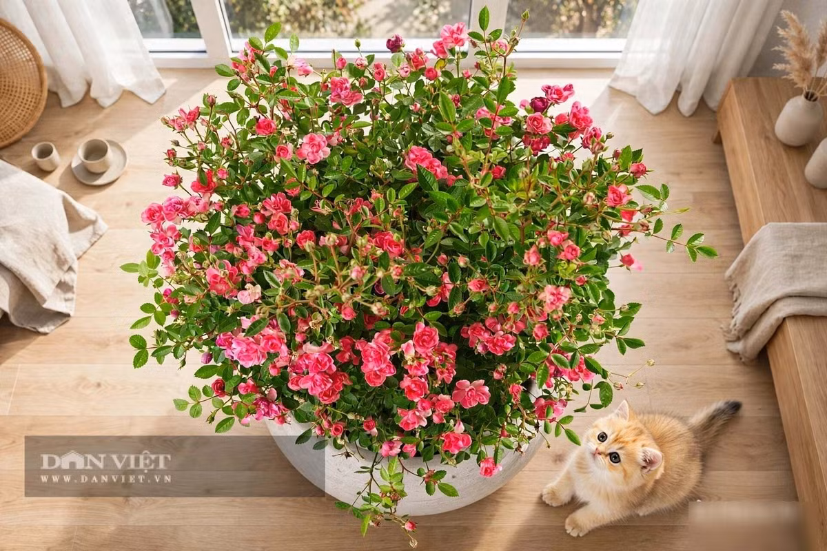 Cây cảnh là giống hồng "nhàn" nhất.