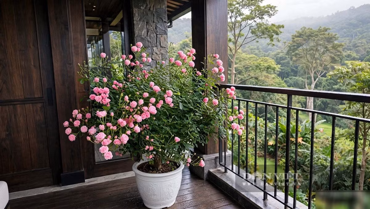 Người xưa trồng hoa không chỉ để ngắm.