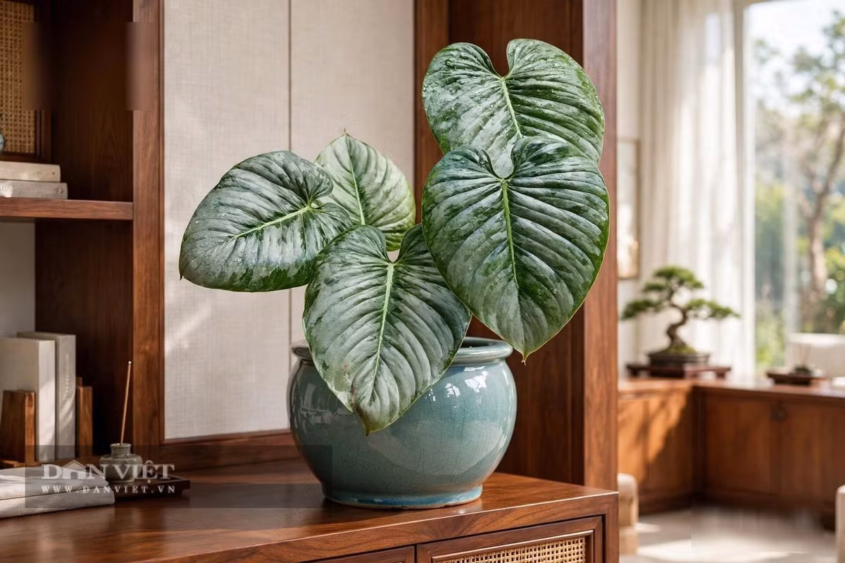 Mỗi chiếc lá là 1 tác phẩm nghệ thuật