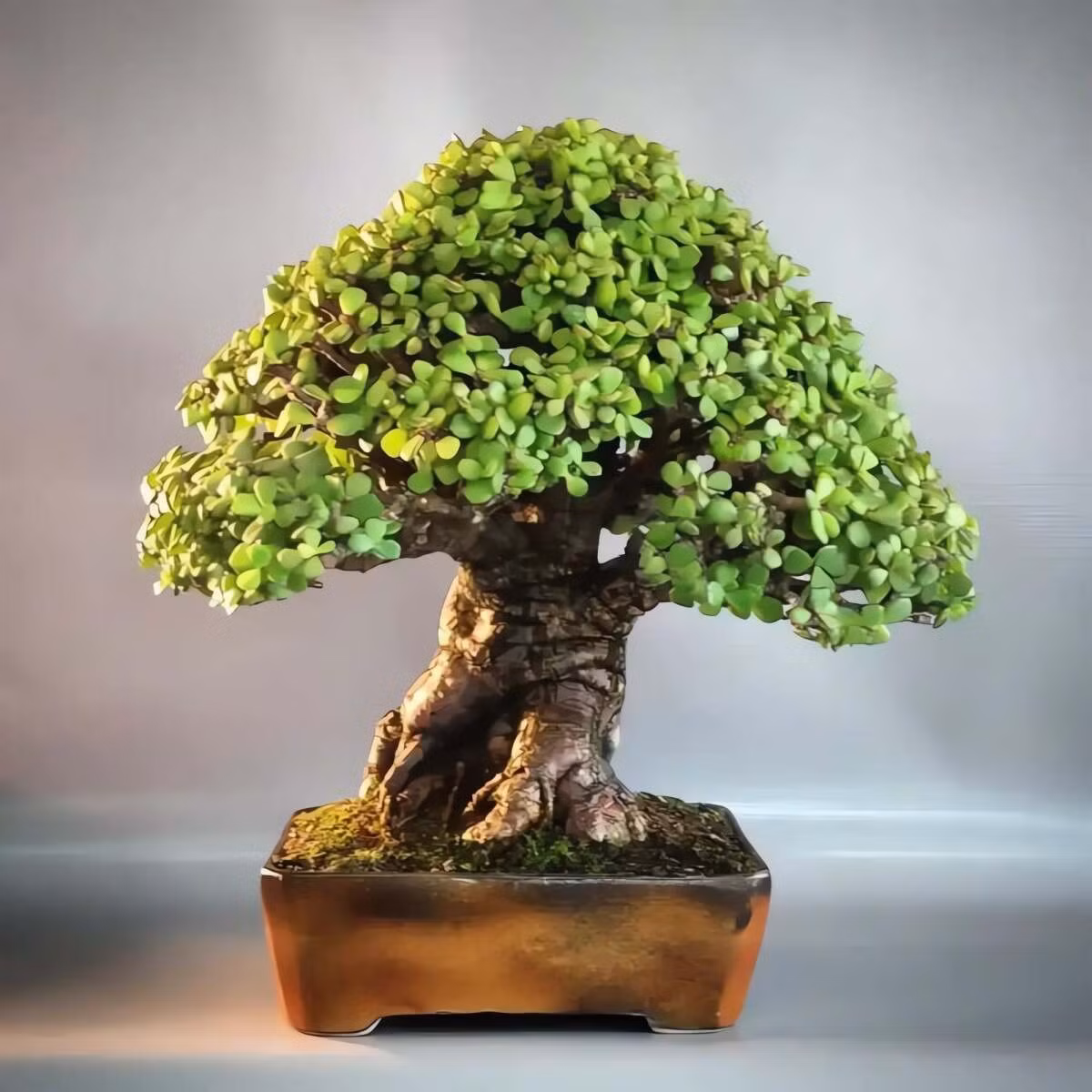 Theo người xưa, cành lá của cây cảnh lá ngọc cành vàng tượng trưng cho tài sản, tiền bạc