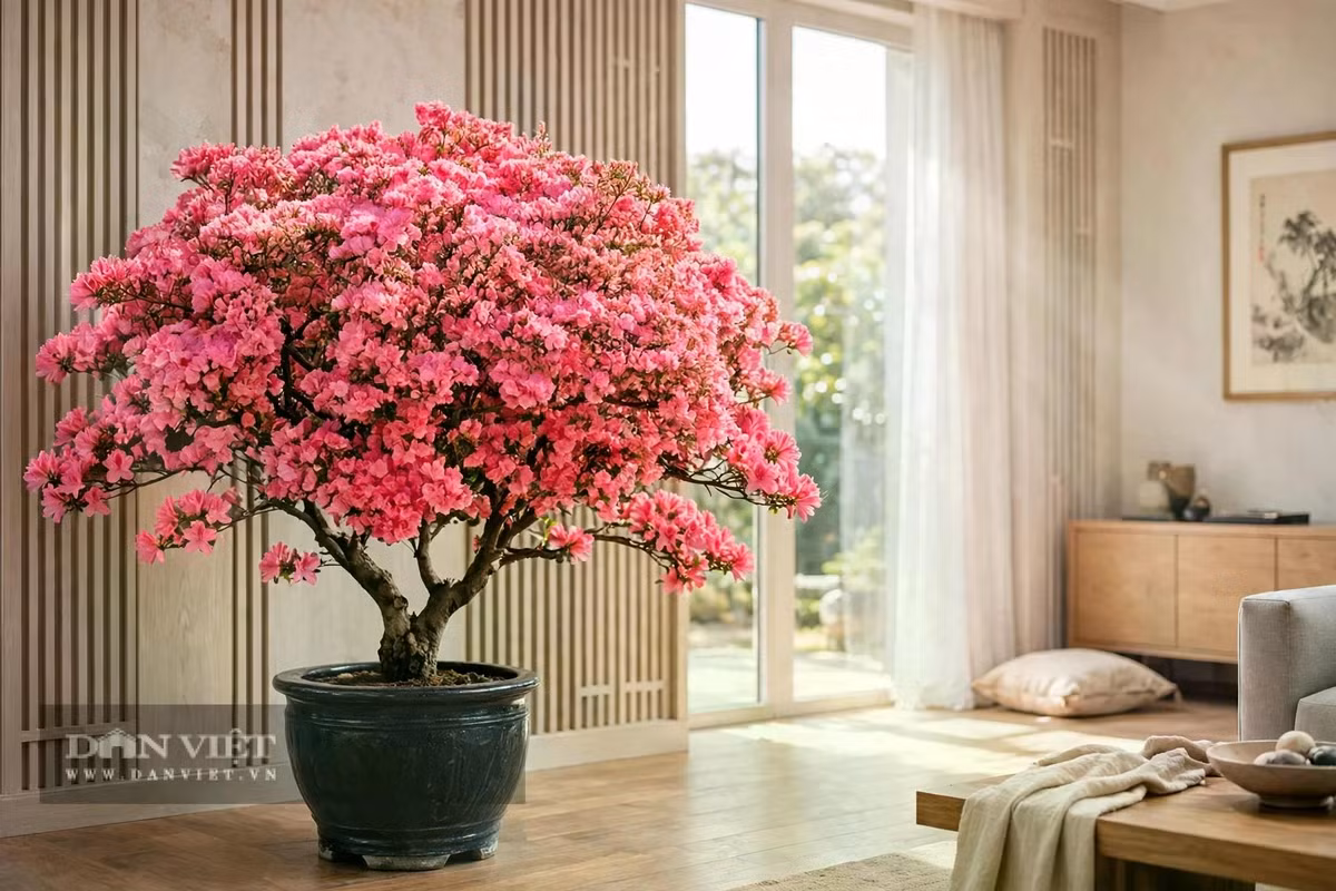 Cây cảnh tượng trưng cho sự sung túc, phú quý dồi dào