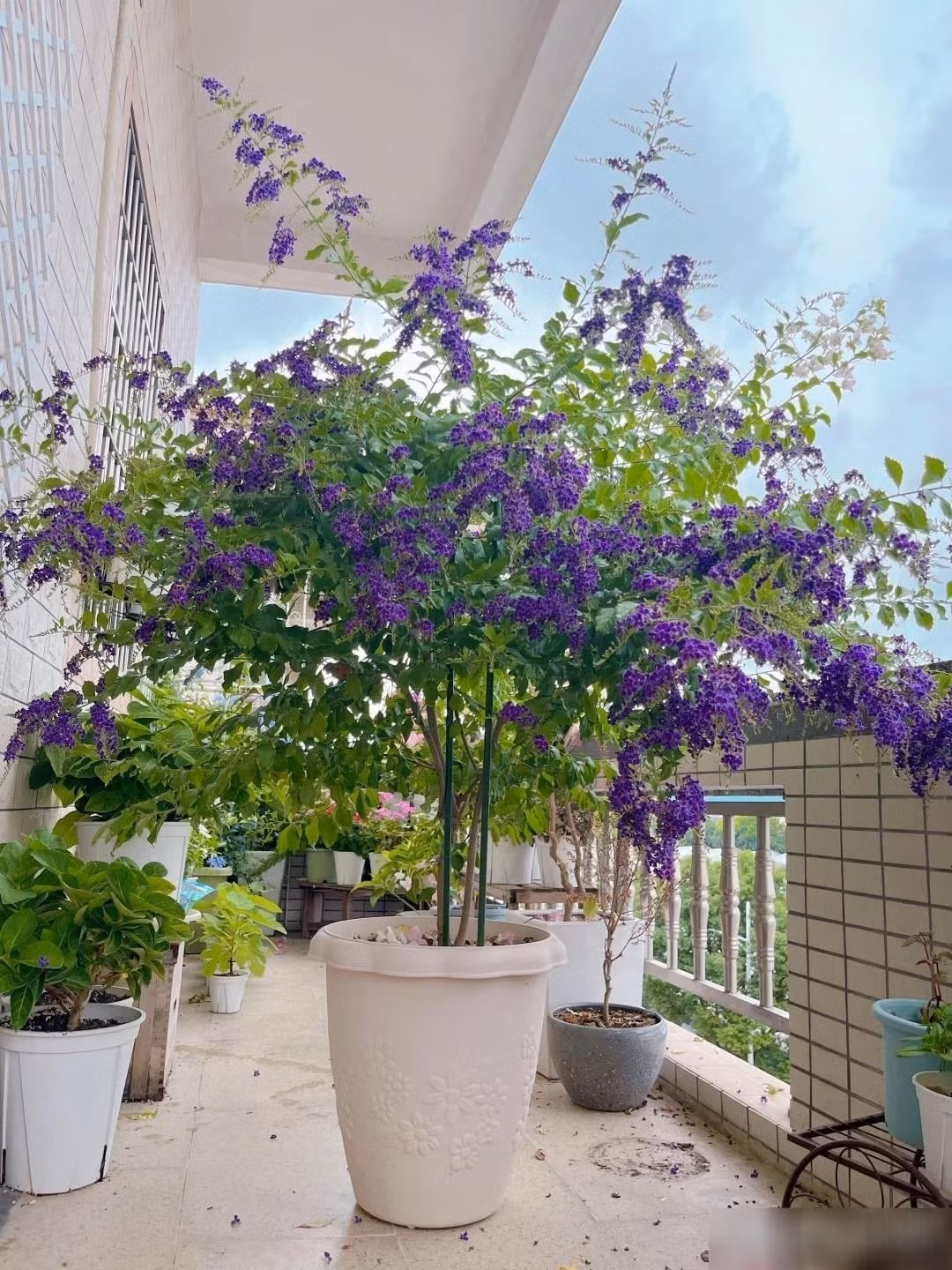Người xưa cho rằng, cây cảnh này được cho là có năng lượng ma thuật, có thể xua đuổi tà ma và thu hút may mắn
