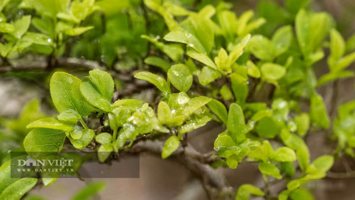 Lá nhỏ xanh tươi