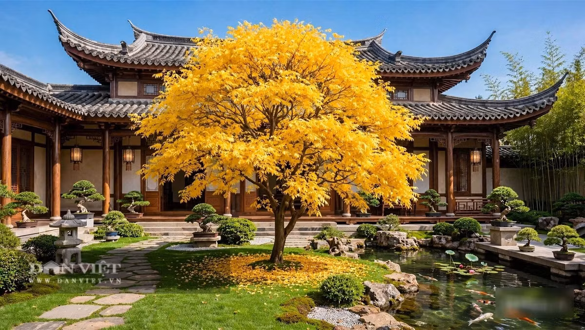 Ba loài cây, ba sắc vàng, ba triết lý sống.