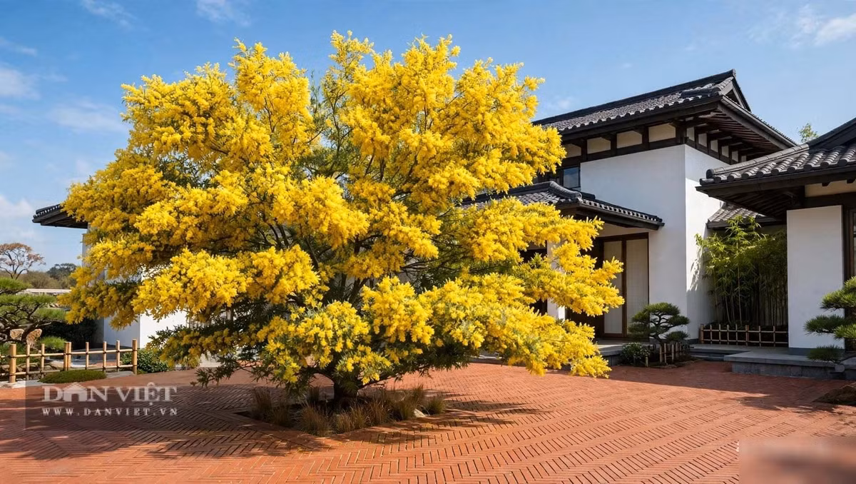 Cây cảnh ra hoa vào tháng 10