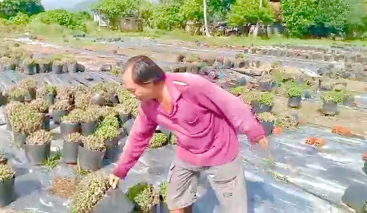 Khu vực vườn cúc của ông Trực ngập gần 2m trong đợt mưa lũ vừa qua.