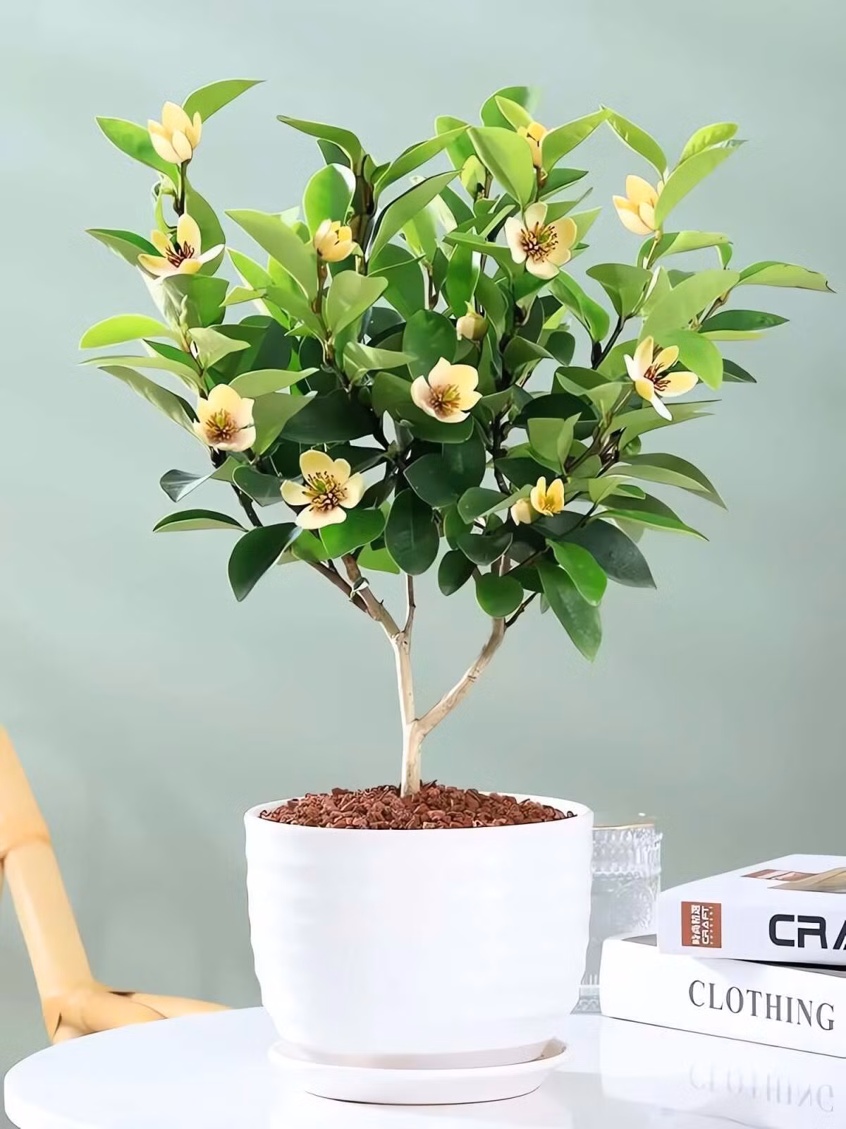 Cây cảnh sống lâu năm