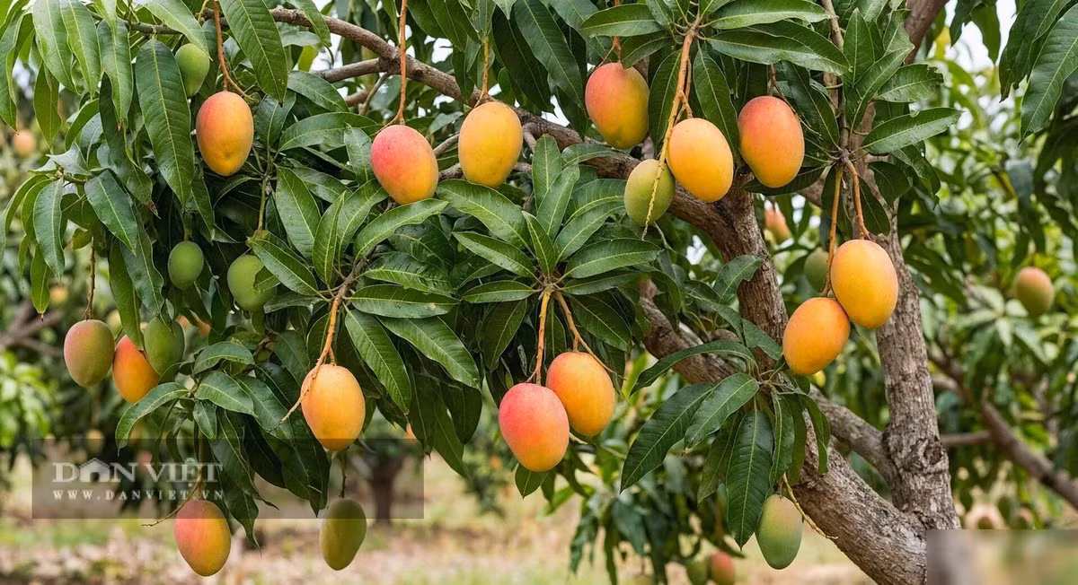 Vẻ đẹp của cây cảnh là vẻ đẹp no đủ