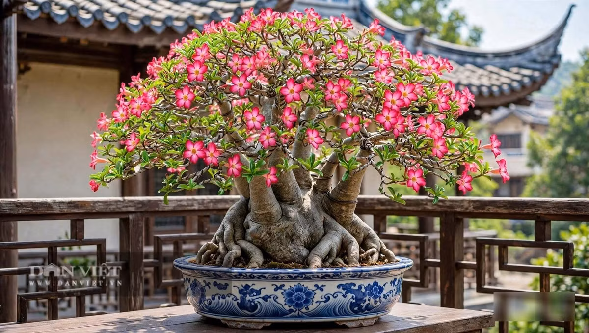 Bụng càng to, gốc càng cổ
