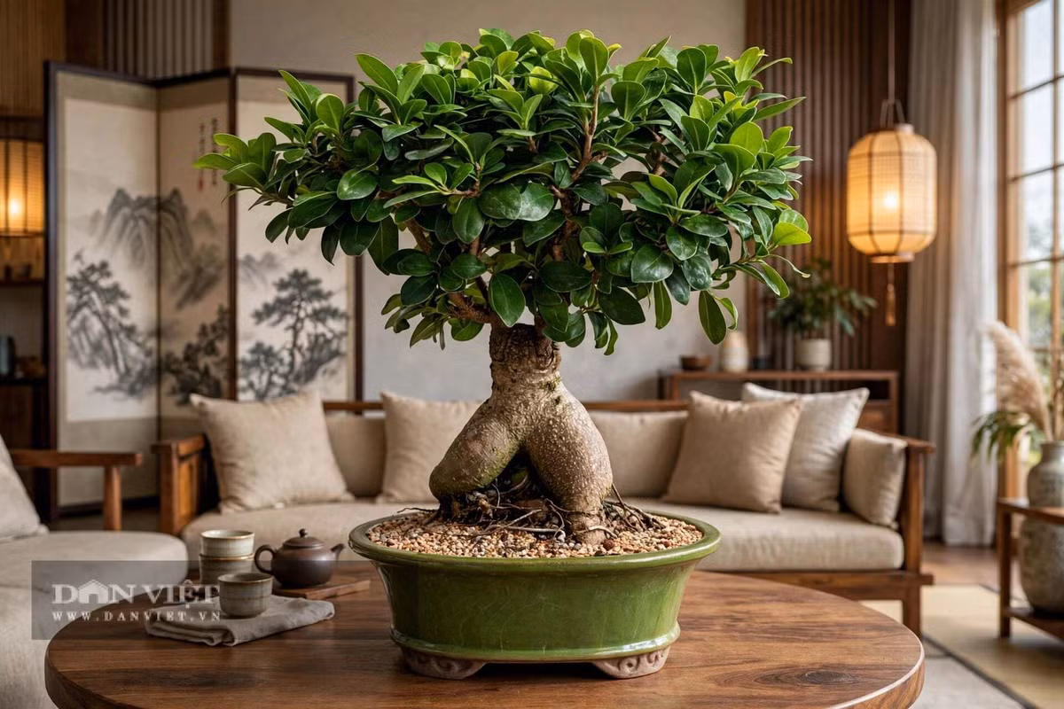 Cái tên của cây cảnh đã nói lên hình tướng.