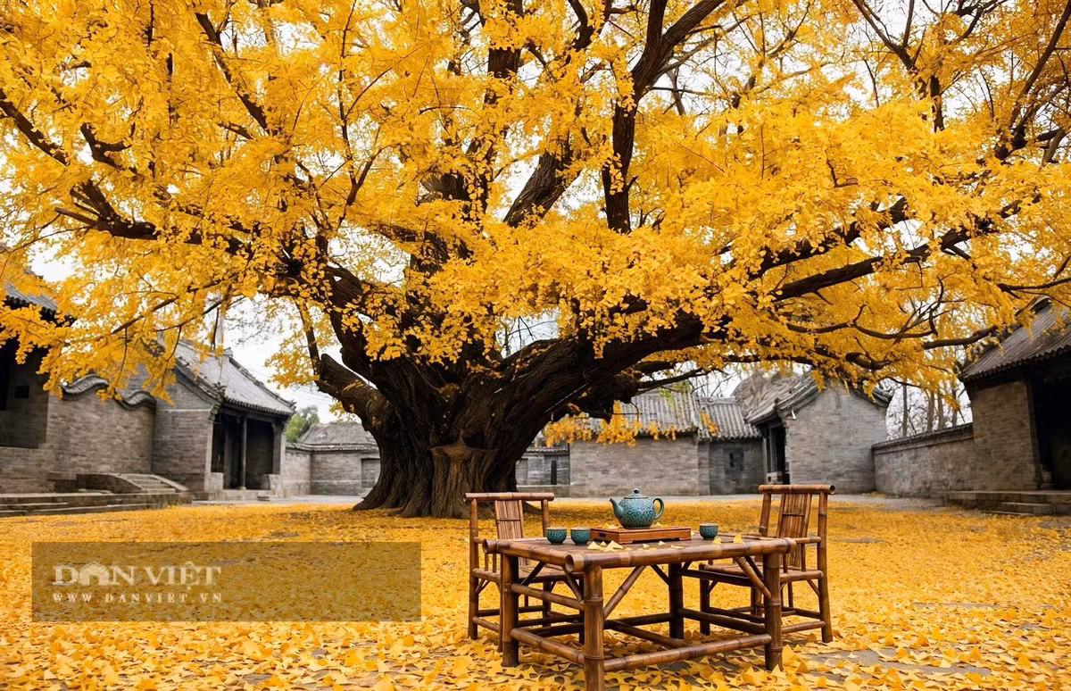 Gallery - Cây cảnh trấn trạch người giàu coi trọng, vàng rơi trong sân, lộc vào tới cửa - image 2