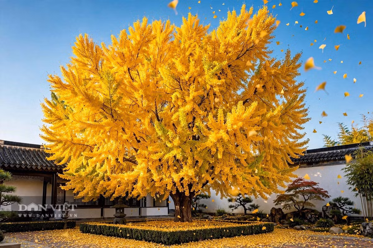 Gallery - Cây cảnh trấn trạch người giàu coi trọng, vàng rơi trong sân, lộc vào tới cửa - image 3