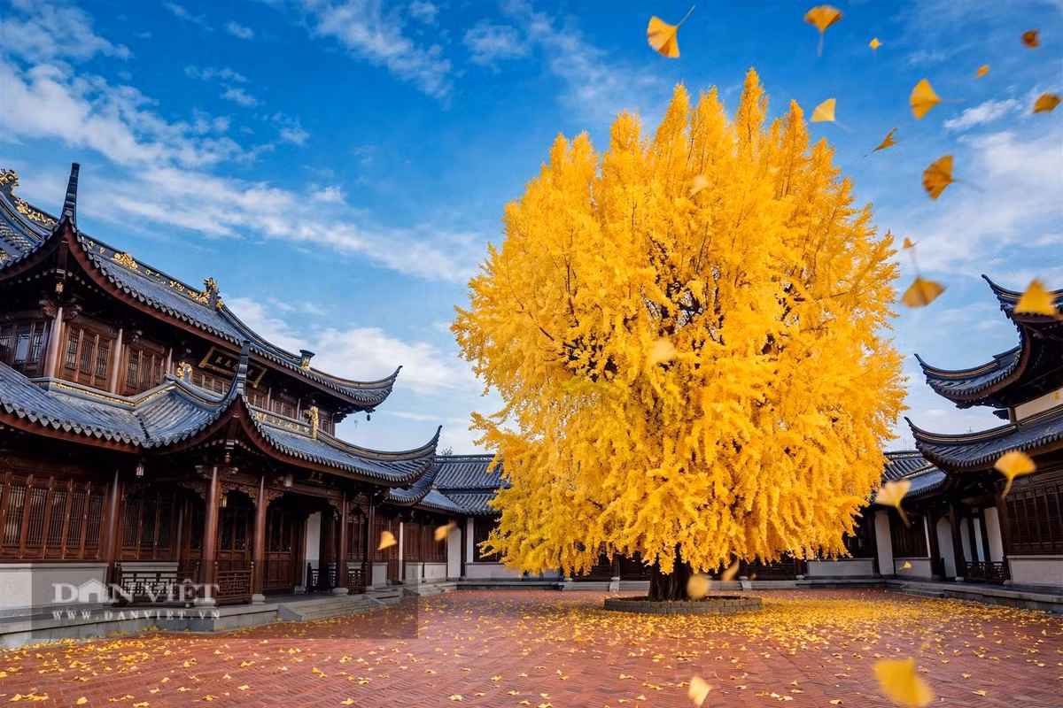 Gallery - Cây cảnh trấn trạch người giàu coi trọng, vàng rơi trong sân, lộc vào tới cửa - image 4