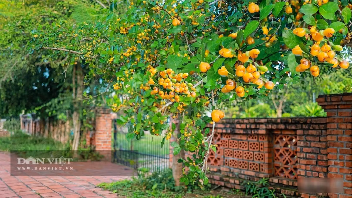 Món quà tuổi thơ