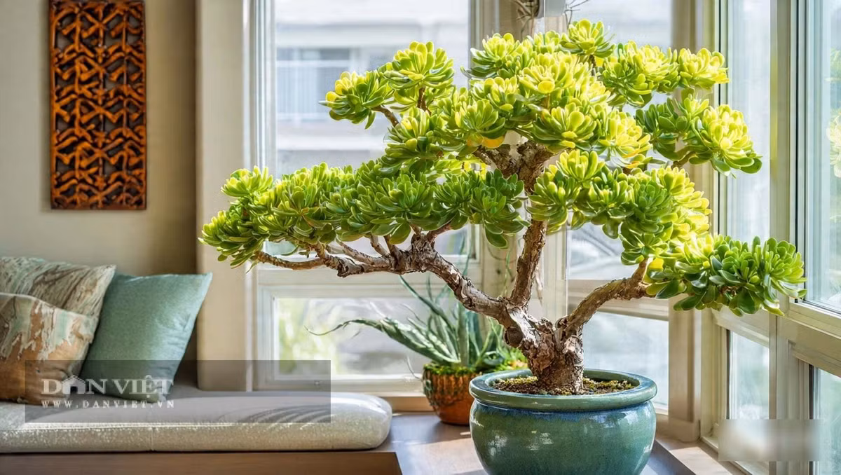 Lá của cây cảnh này dày, mọng nước