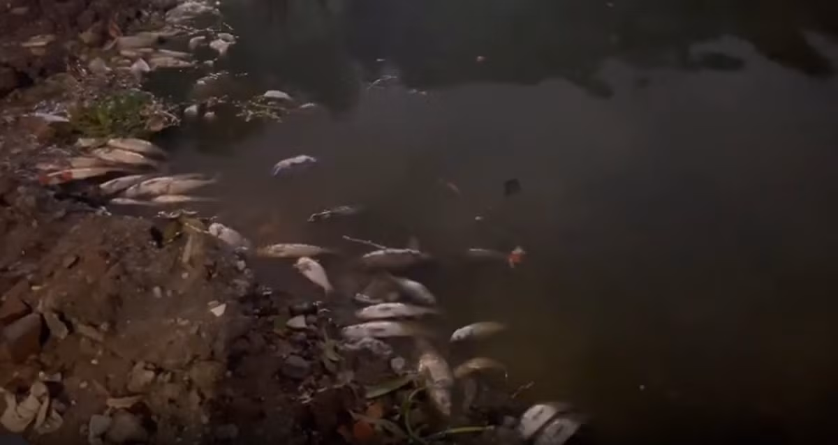 cats.jpg
