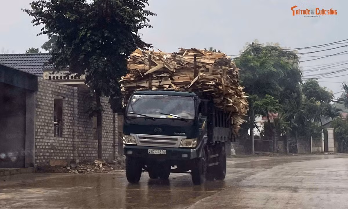 Gallery - Xe tải chở gỗ quá khổ, quá tải băng băng trên đường ở Phú Thọ | Báo Tri thức và Cuộc sống - TIN TỨC PHỔ BIẾN KIẾN THỨC 24H