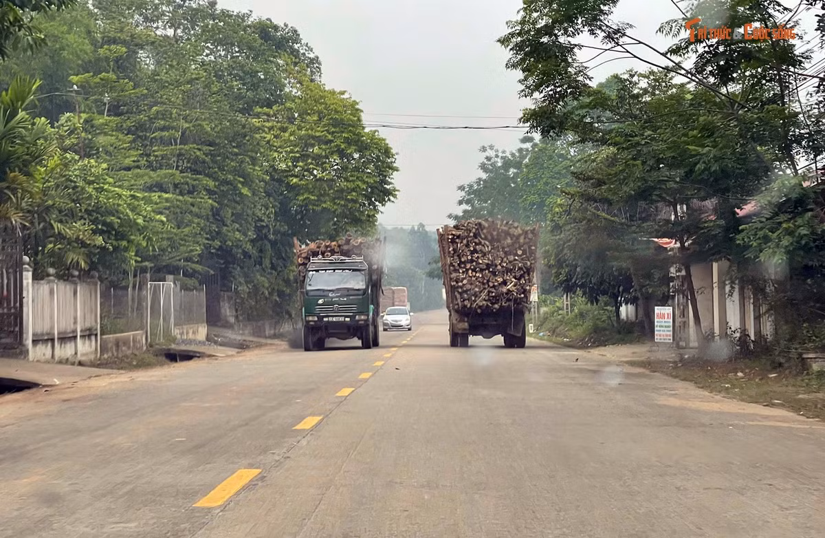 Gallery - Xe tải chở gỗ quá khổ, quá tải băng băng trên đường ở Phú Thọ | Báo Tri thức và Cuộc sống - TIN TỨC PHỔ BIẾN KIẾN THỨC 24H