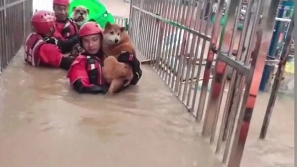 Giải cứu 20 con chó mắc kẹt do mưa lớn ở Trung Quốc
