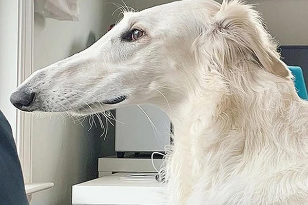 Cô chó thành “idol giới trẻ” nhờ chiếc mũi dài như... phù thủy