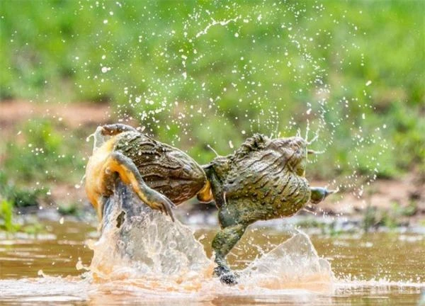 Ngộ nghĩnh màn đánh ghen “kinh hoàng” của ếch yêu tinh