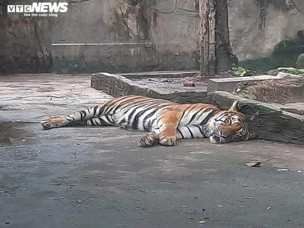 Giữa đại dịch COVID-19, thú ở Thảo Cầm Viên ăn uống thế nào?