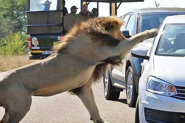 Hết hồn cảnh sư tử tấn công người qua cửa kính ô tô