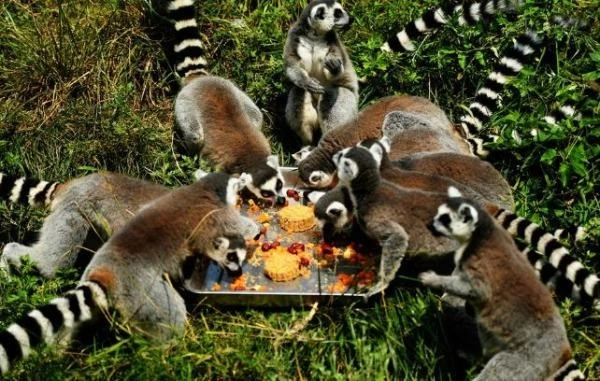 Động vật cũng “đè đầu cưỡi cổ” tranh nhau... ăn bánh Trung thu