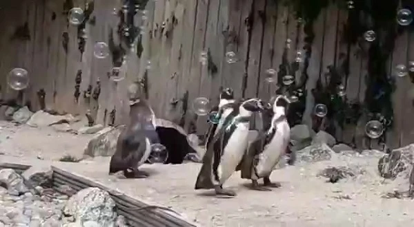 Video: Chim cánh cụt mê mẩn vui đùa với bong bóng xà phòng