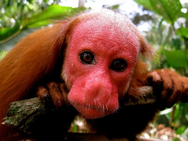 Hết hồn những sinh vật có khuôn mặt như quỷ ám ảnh người nhìn