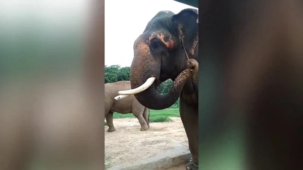 Video: Thích thú xem voi Ấn Độ ngoáy tai bằng cành cây