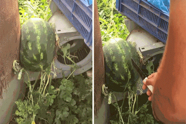 Gia chủ bất lực với "cách hành xử" của quả dưa hấu ngang ngược