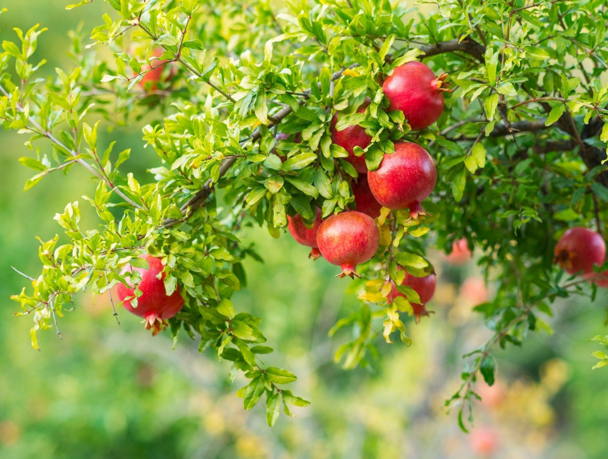  Cây lựu trong phong thủy còn được xem là cây đuổi tà khí, tăng thêm linh khí trong nhà. Cây lựu còn là loại cây cảnh tốt lành, biểu trưng cho gia đình hạnh phúc. 