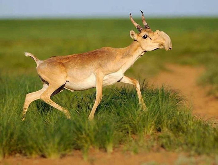  Chiếc mũi to kỳ lạ giúp thích nghi khí hậu. Linh dương Saiga có chiếc mũi phình to, mềm và linh hoạt, giúp lọc bụi mùa hè và làm ấm không khí lạnh mùa đông. Ảnh: Pinterest.