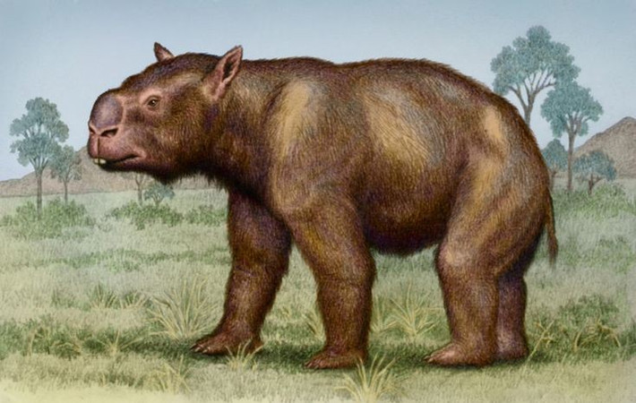 Họ hàng xa của gấu túi và gấu túi mũi trần. Chúng thuộc họ Diprotodontia, có quan hệ gần với koala và wombat ngày nay. Ảnh: Pinterest.