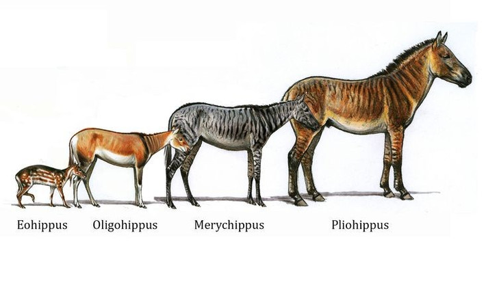 7. Là mắt xích quan trọng trong tiến hóa ngựa. Sự phát triển từ Eohippus dẫn tới các loài ngựa lớn hơn như Mesohippus và Equus. Ảnh: Pinterest.