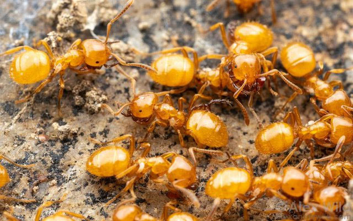 Kiến vàng (Lasius Interjectus) là một loài kiến trong phân họ Formicinae. Chúng có màu vàng và dài khoảng 4 mm. Kiến vàng thường tạo ra các gò đất khi đào các khoang tổ của chúng dưới đất. Kiến vàng ăn mật ngọt từ các loài côn trùng ăn rễ cây. Kiến vàng phân bố phổ biến từ New England đến Tây Bắc Thái Bình Dương và Florida hay Mexico. Ở Việt Nam, chúng ta có thể dễ dàng gặp loài kiến này ở rất nhiều nơi. Khi bị quấy rối, kiến vàng tiết ra mùi giống mùi chanh để phòng vệ và khiến kẻ săn mồi khó chịu.