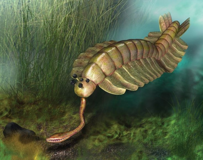  1. Opabinia có tới năm con mắt. Đây là một trong những đặc điểm bất thường nhất – năm mắt được bố trí trên đầu giúp nó có tầm nhìn rộng để dò tìm con mồi và né tránh kẻ thù. Ảnh: Pinterest.