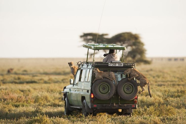 7. Điểm đến du lịch hàng đầu. Serengeti là một trong những điểm du lịch hấp dẫn nhất châu Phi, thu hút hàng trăm nghìn du khách mỗi năm đến chiêm ngưỡng đời sống hoang dã. Ảnh: Pinterest.