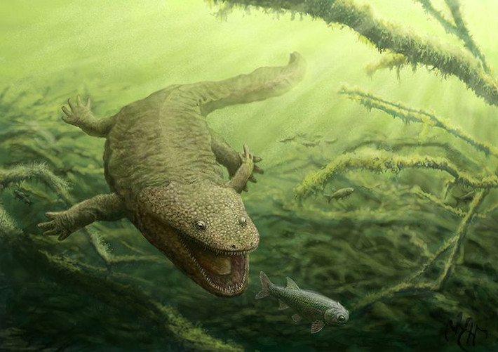 2. Thuộc nhóm Temnospondyli. Đây là nhóm lưỡng cư cổ đại đã tuyệt chủng, từng đa dạng và giữ vị trí quan trọng trong hệ sinh thái kỷ Trias. Ảnh: Pinterest.