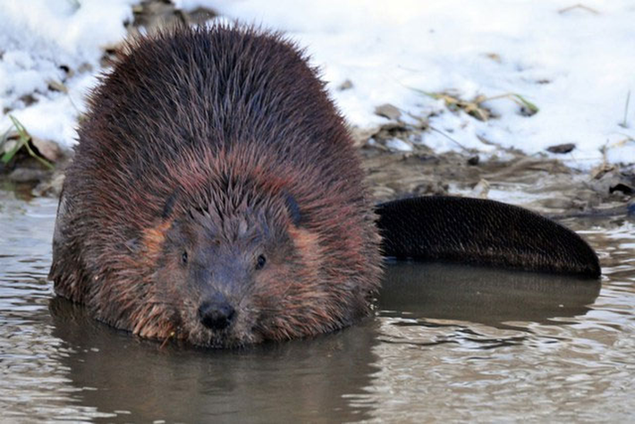 Hải ly với tên khoa học là Myocastor coypus là một loài động vật có vú. Hải ly được biết đến với tài xây đập, đào kênh và làm ổ. Chúng là các động vật gặm nhấm lớn thứ hai trên thế giới (sau chuột lang nước). Hải ly có thói quen đánh dấu lãnh thổ của mình bằng các mùi hương từ bùn, các mảnh vụn cùng dịch tiết từ túi thầu dầu và nước tiểu. Theo các nhà khoa học, hải có một cặp túi thầu dầu có mùi hương giống với mùi vanilla. Tuyến này nằm ở 2 khoang dưới da giữa xương chậu và gốc đuôi.