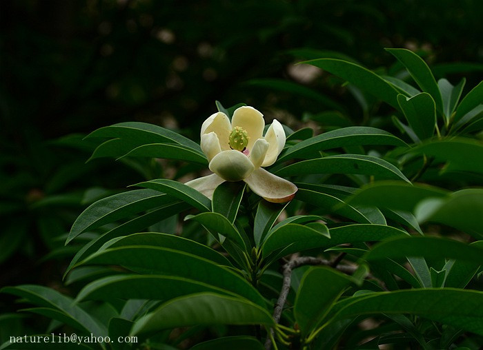 7. Vàng tâm (Magnolia fordiana). Giá trị: Gỗ mềm, nhẹ, dễ chạm khắc, thường dùng trong kiến trúc đình chùa. Tình trạng: Đang dần được khôi phục trồng lại. Ảnh: naturelib.net.