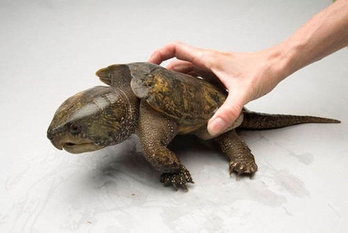 2. Thuộc một họ riêng biệt trong phân loại học. Rùa đầu to là loài duy nhất trong họ Platysternidae, khiến chúng trở nên đặc biệt về mặt tiến hóa và sinh học. Ảnh: Pinterest.